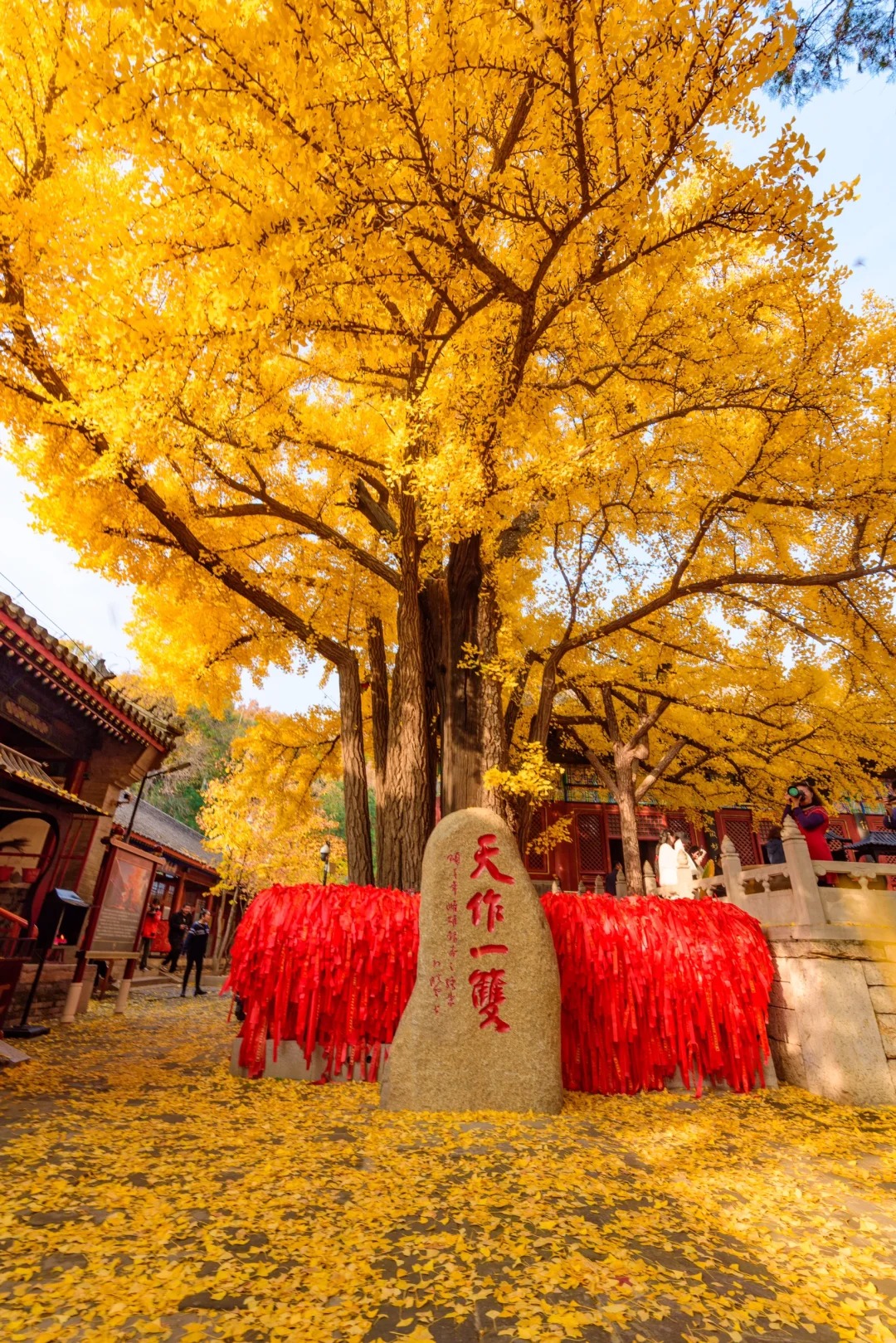 红螺寺｜两颗守望千年的银杏树_1_Akon_北京郊区-来自52tours 我爱旅游网